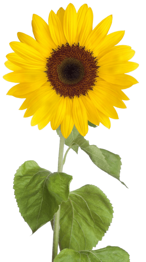 Sunflower Wallpaper