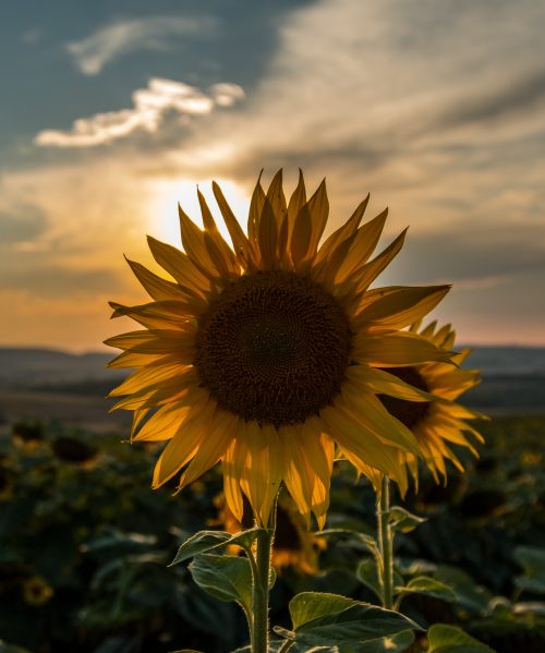 Sunflower Wallpaper