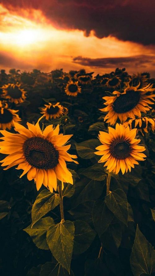 Sunflower Wallpaper