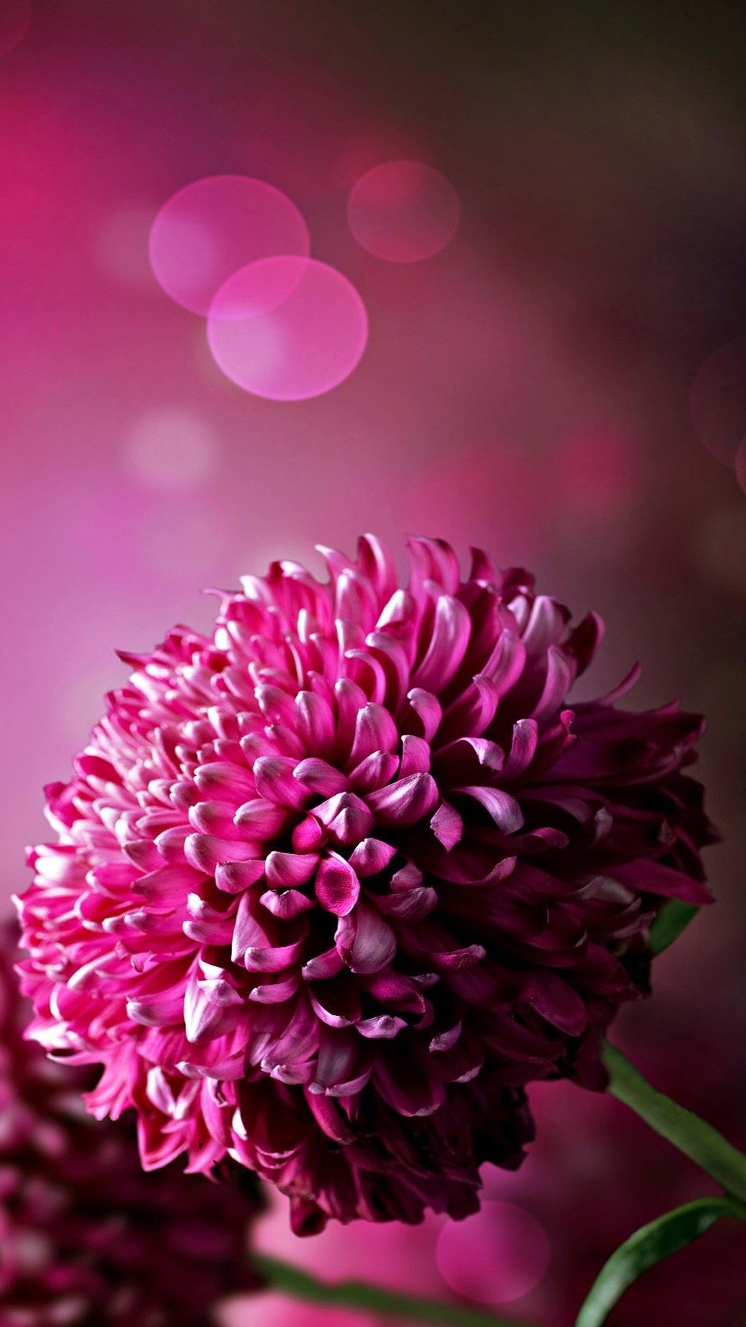 Flower Wallpaper