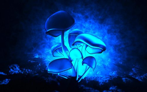 Desktop Mushroom Wallpaper