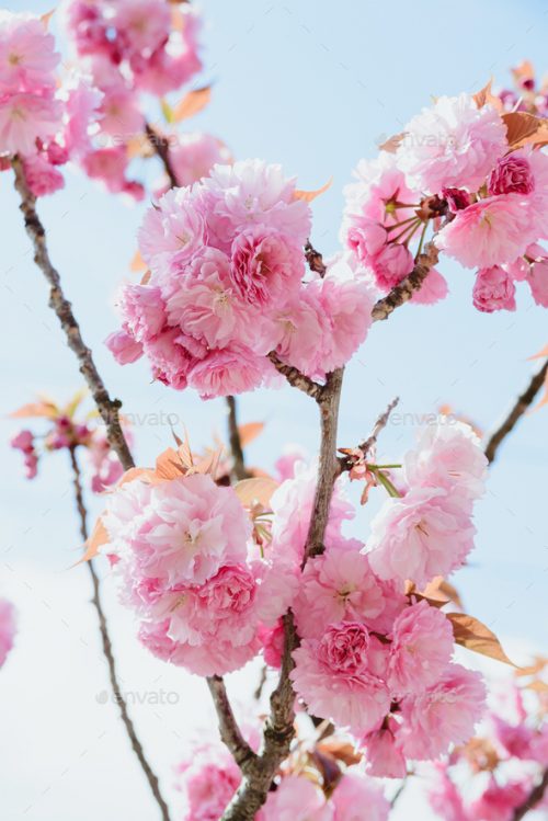 Cherry Blossom Wallpaper