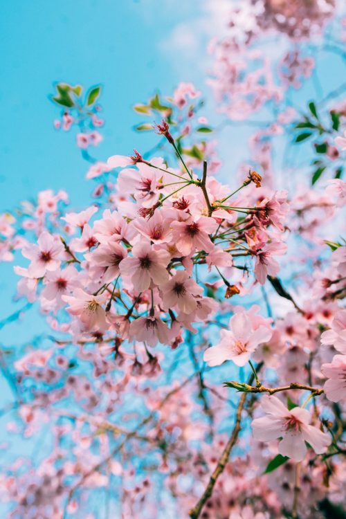 Cherry Blossom Wallpaper