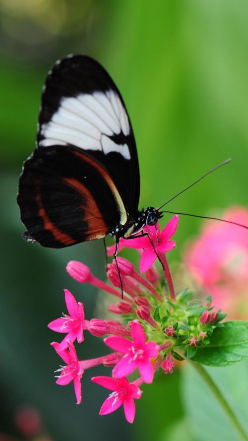 Blue Butterfly Wallpaper