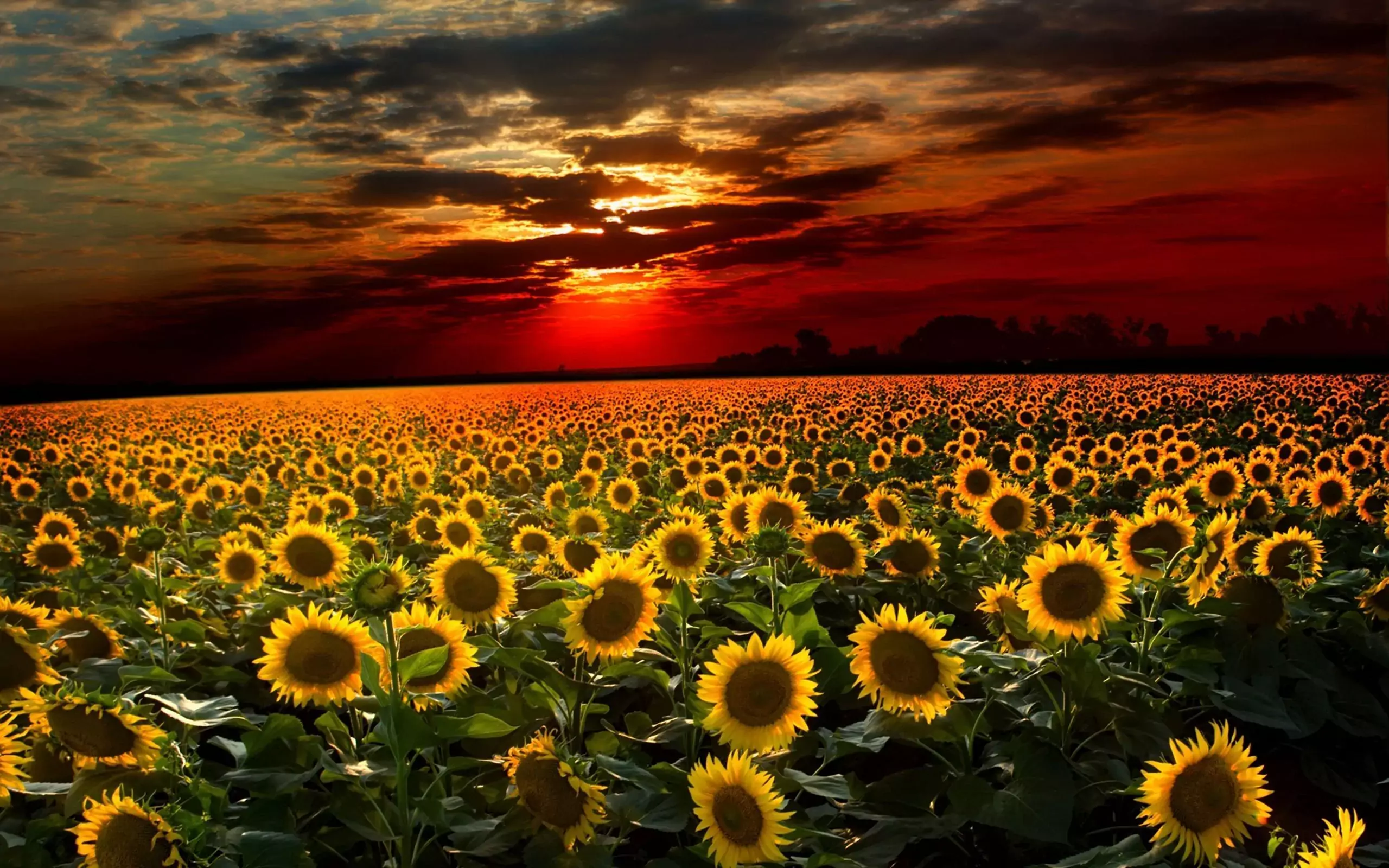 Desktop Sunflower Wallpaper