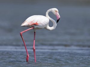 Flamingo Wallpaper