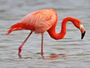 Desktop Flamingo Wallpaper