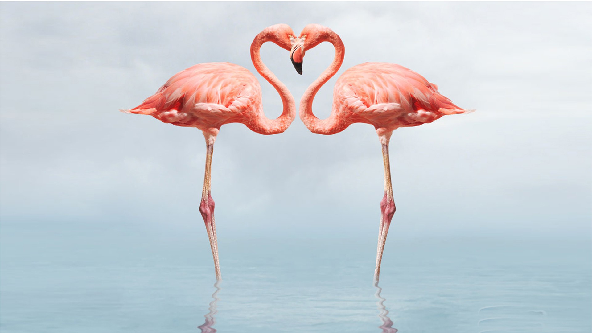 Desktop Flamingo Wallpaper