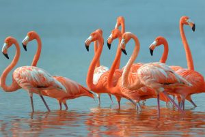 Desktop Flamingo Wallpaper