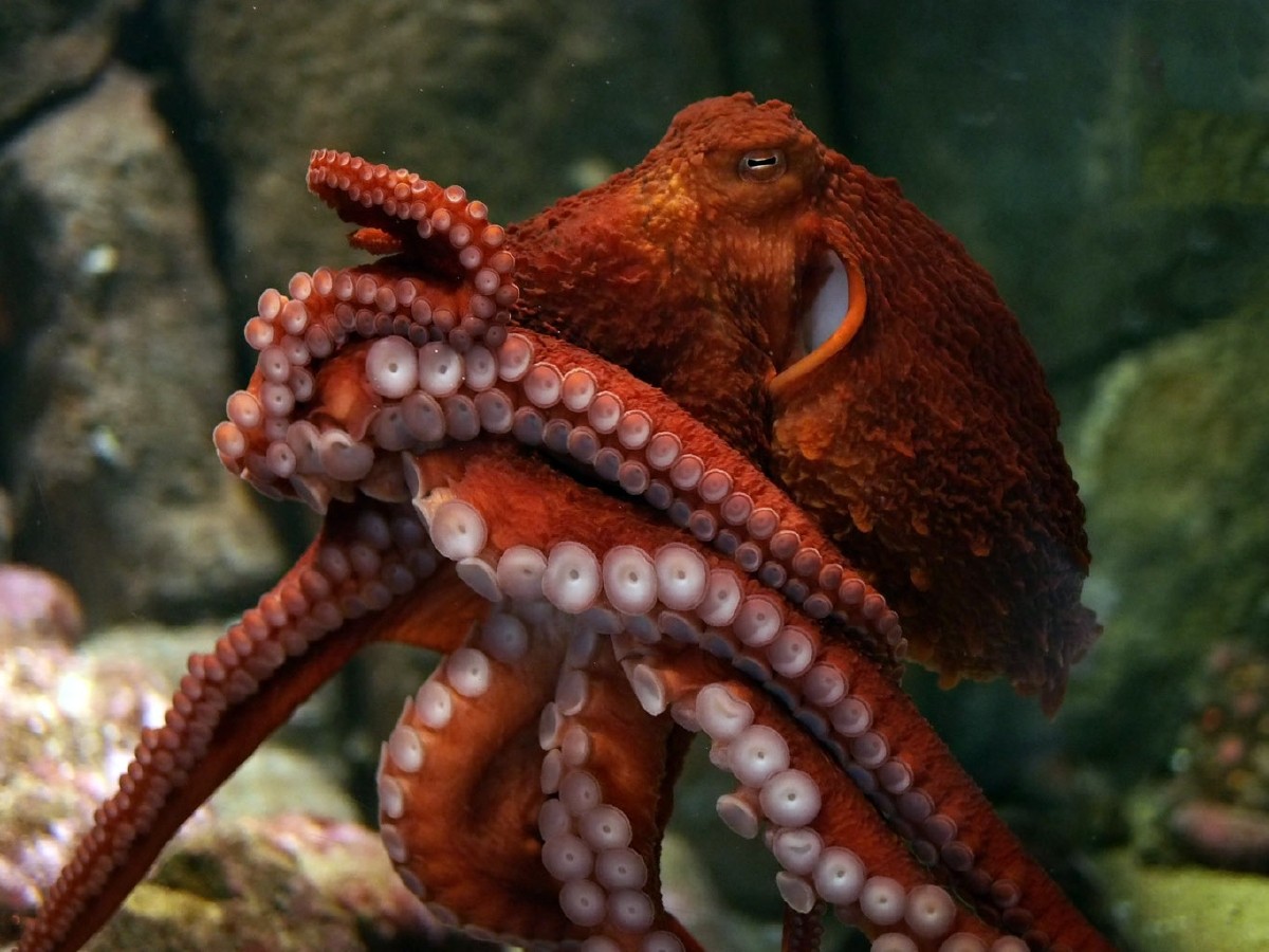 Background Octopus Wallpaper