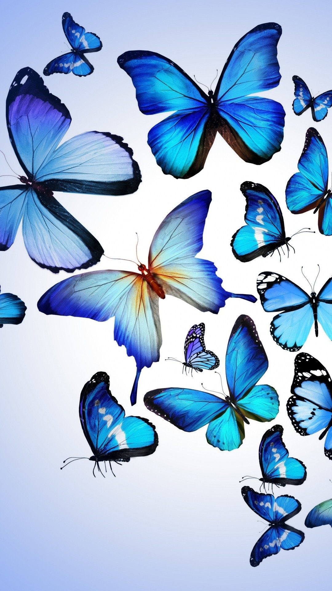 Blue Butterfly Wallpaper