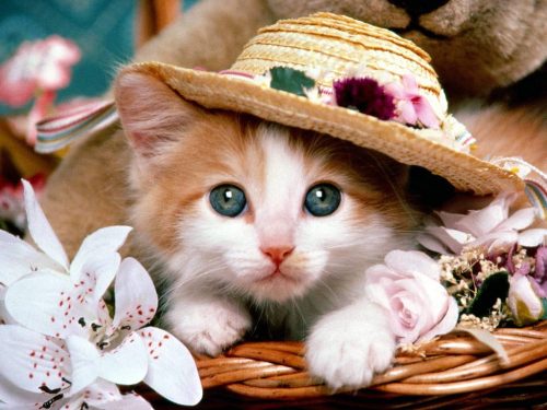 Background Cute Cat Wallpaper