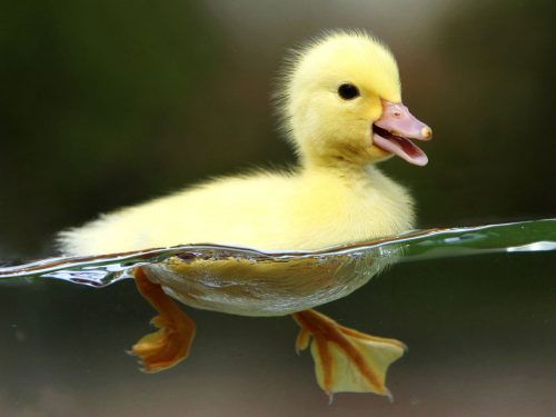 Background Duck Live Wallpaper