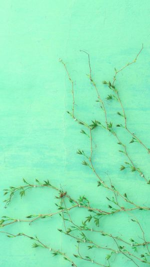 Background Mint Green Wallpaper