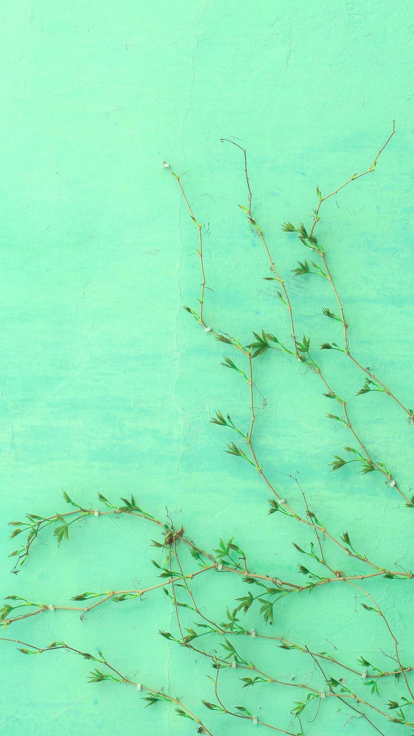 Background Mint Green Wallpaper