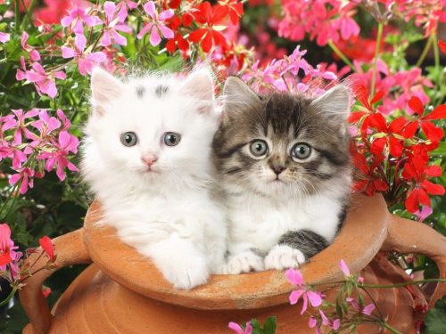 Background Cute Cat Wallpaper