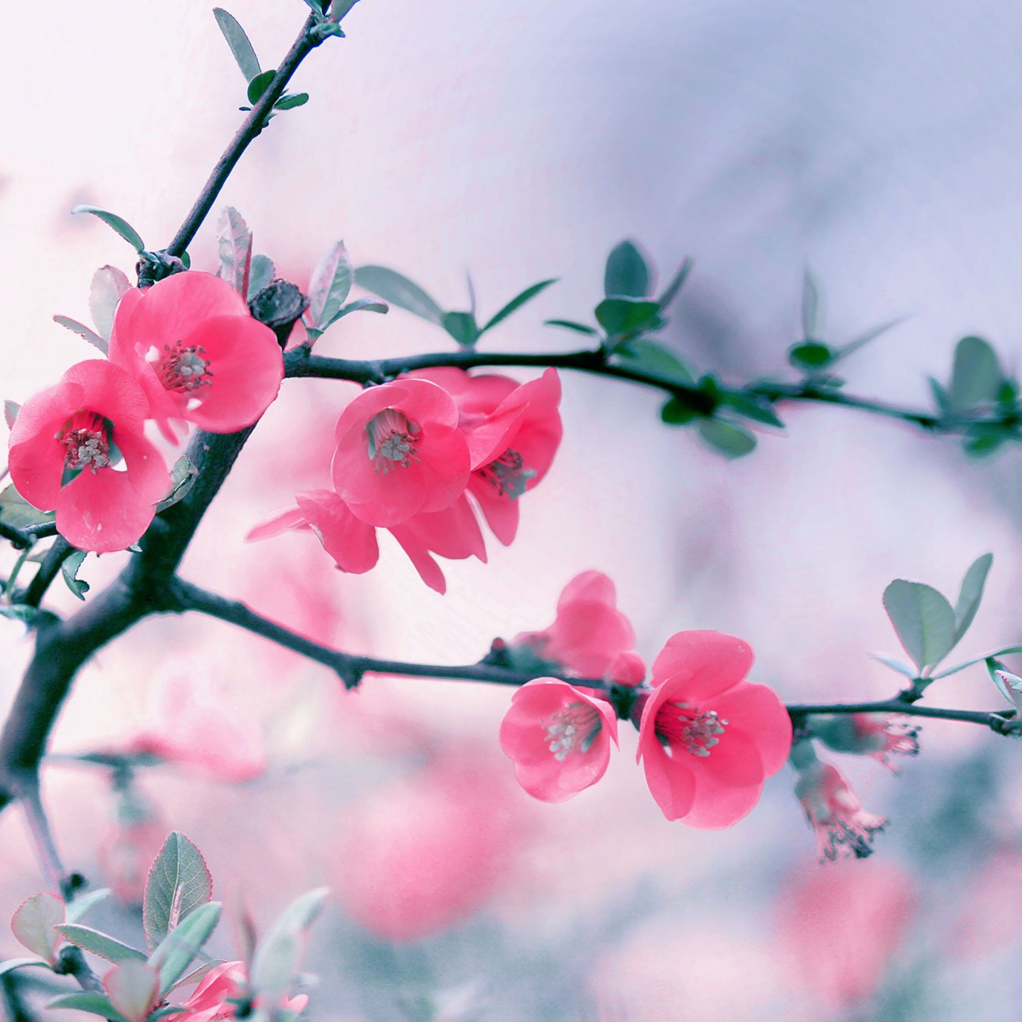 Background Floral  Wallpaper