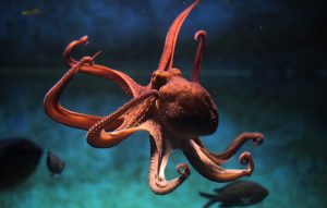 Desktop Octopus Wallpaper