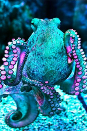 Background Octopus Wallpaper
