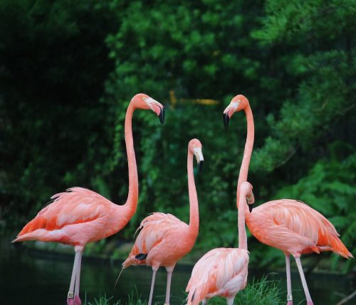 Background Flamingo Wallpaper