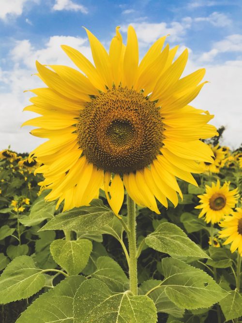 Background Sunflower Wallpaper