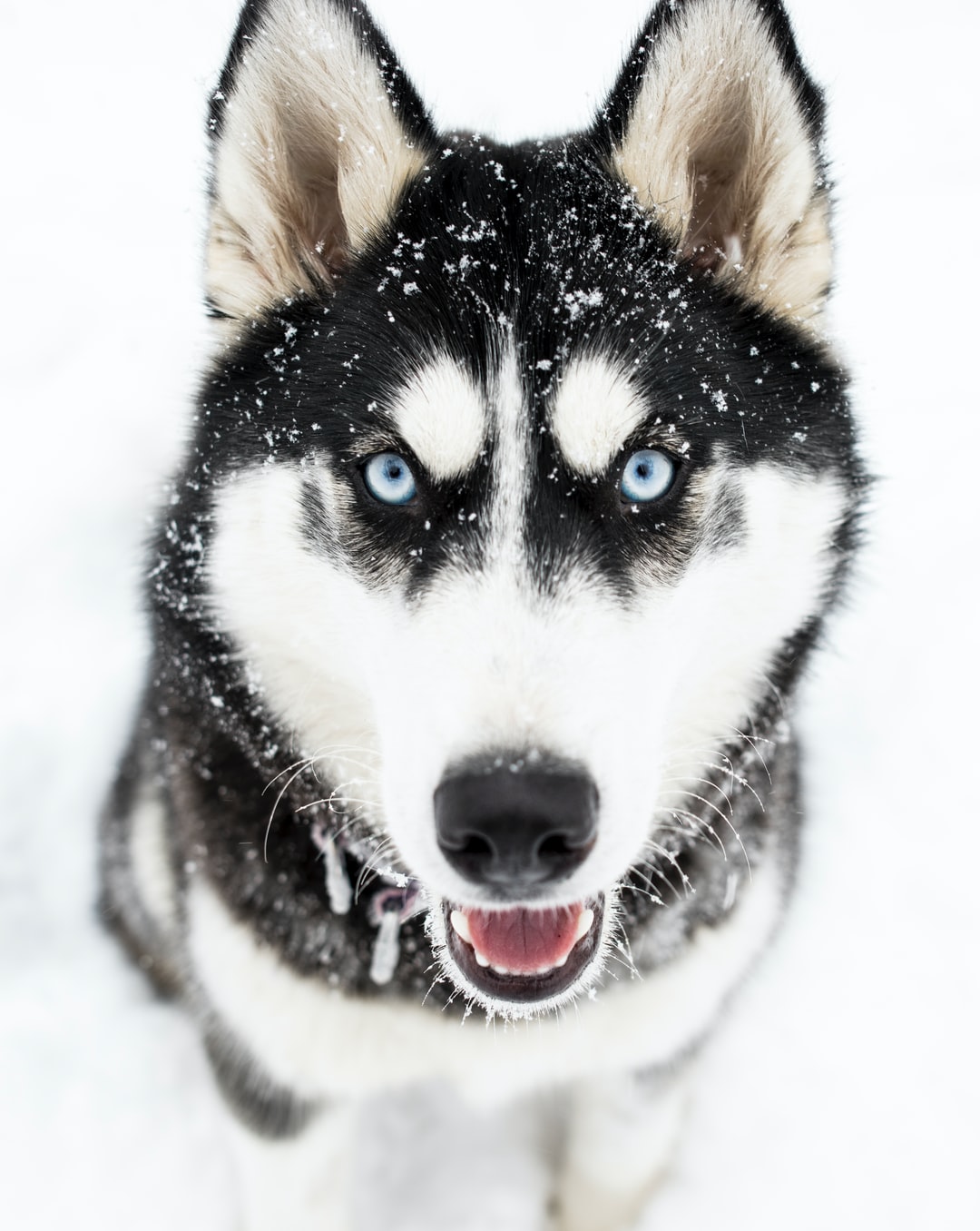 Husky Wallpaper