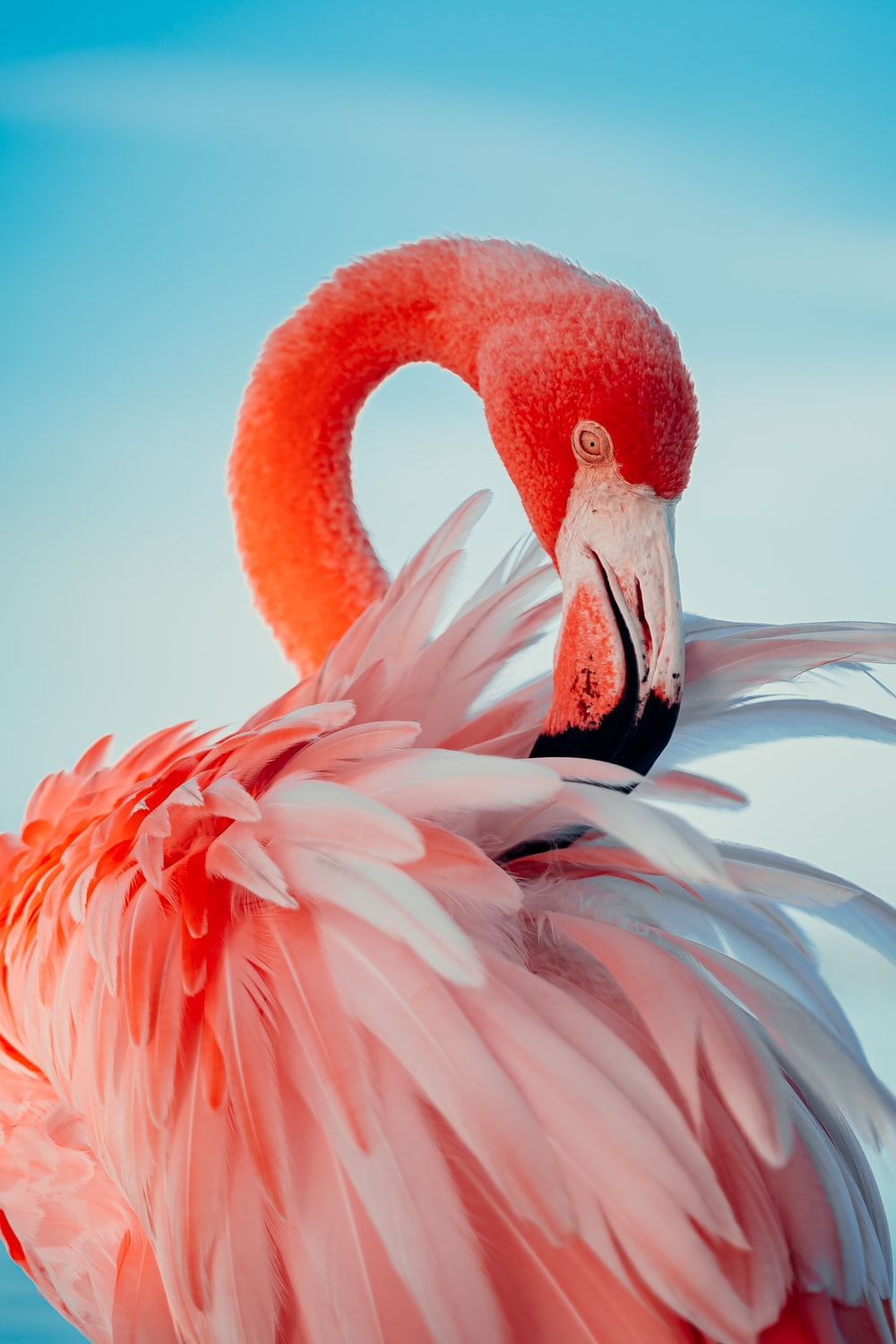 Backgraund Flamingo Wallpaper