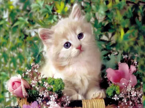 Background Cute Cat Wallpaper