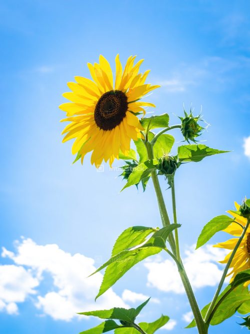 Background Sunflower Wallpaper