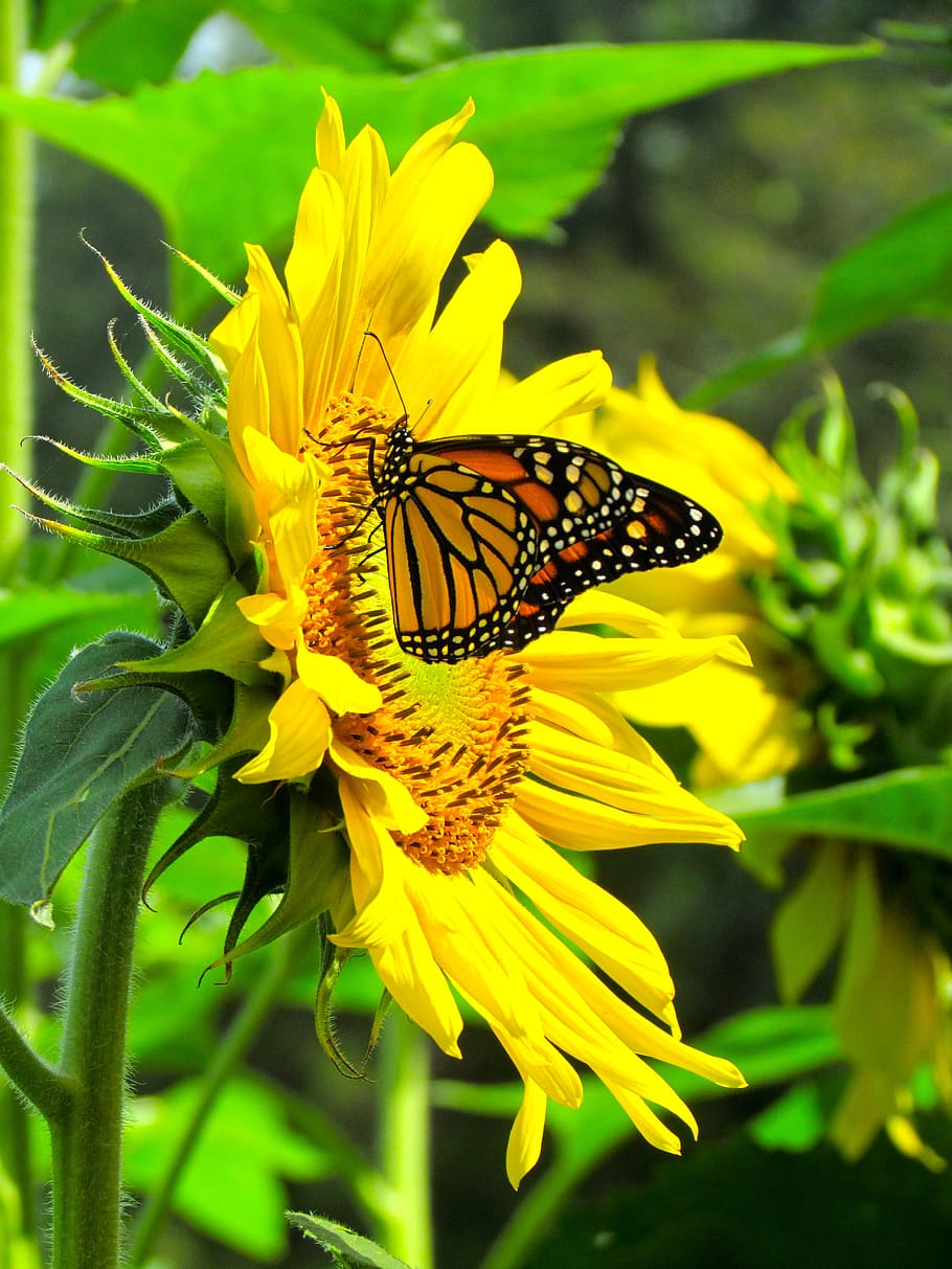 Background Sunflower Wallpaper