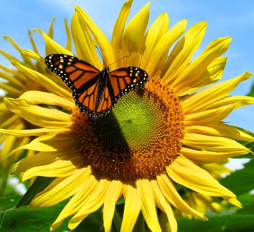 Background Sunflower Wallpaper