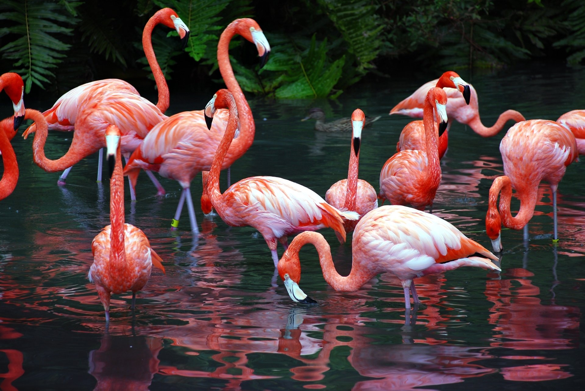 Background Flamingo Wallpaper