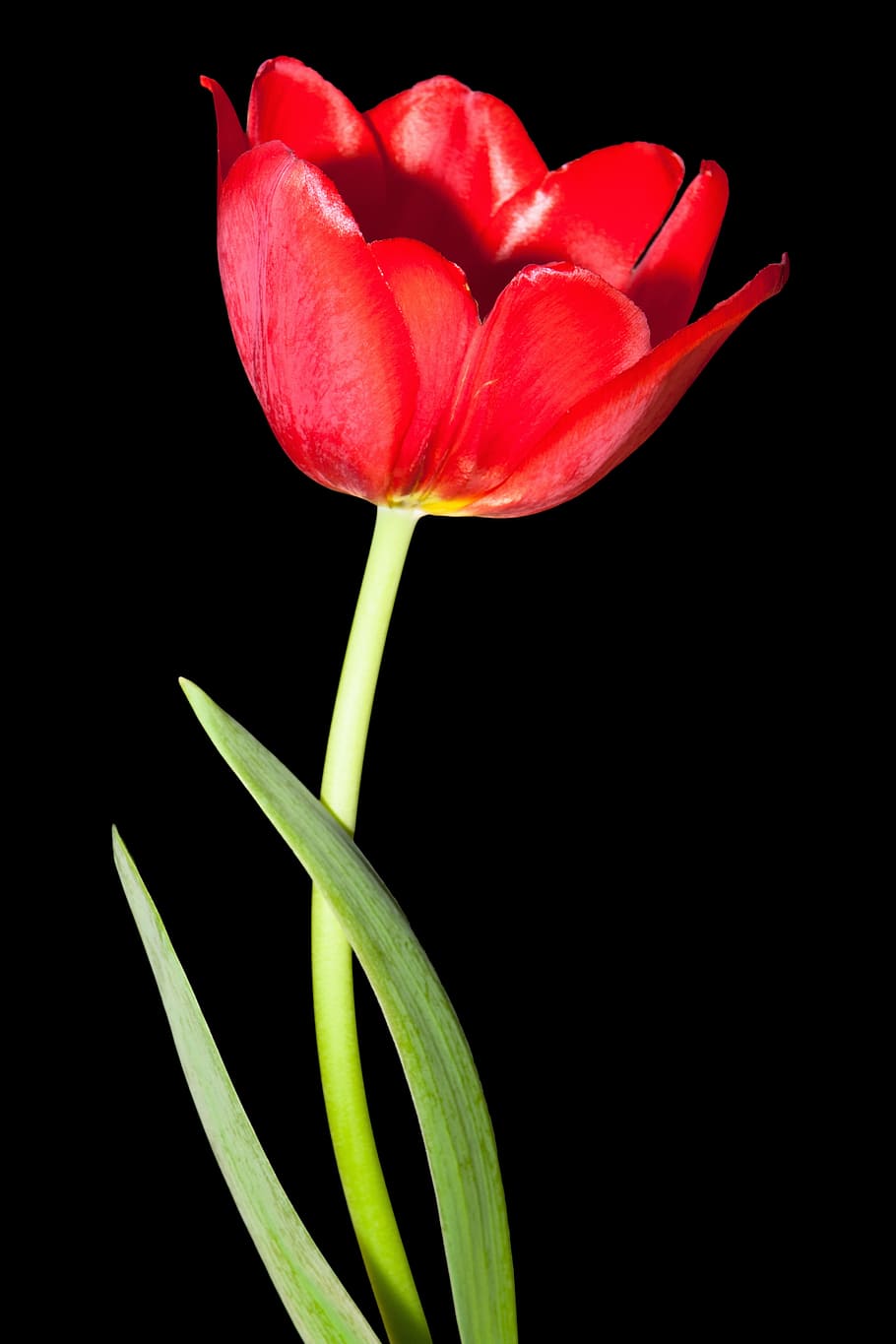 Tulip Wallpaper