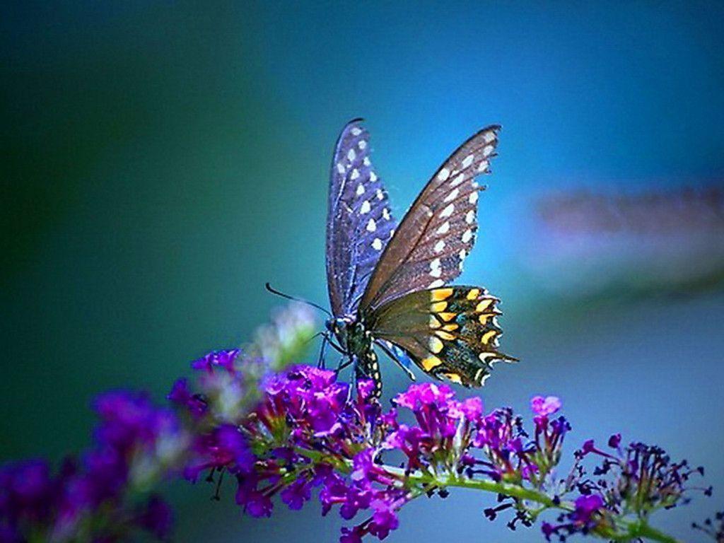 Butterfly Wallpaper