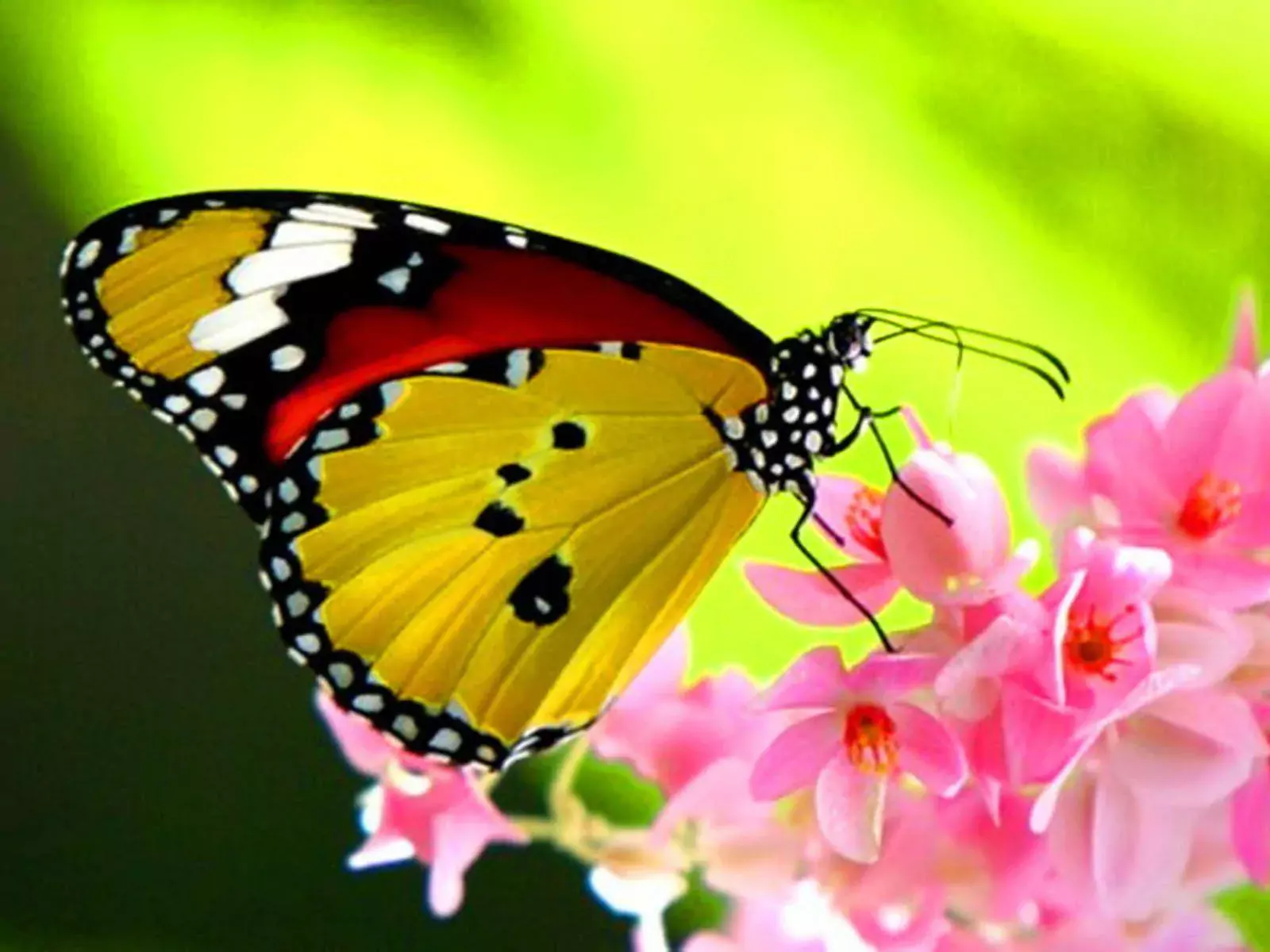 Butterfly Wallpaper