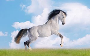 Desktop Running Horse Wallpaper