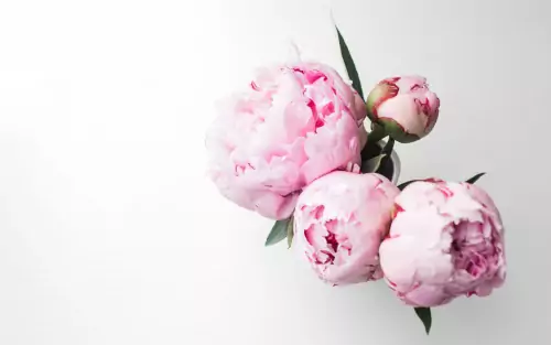 Background Peony Wallpaper