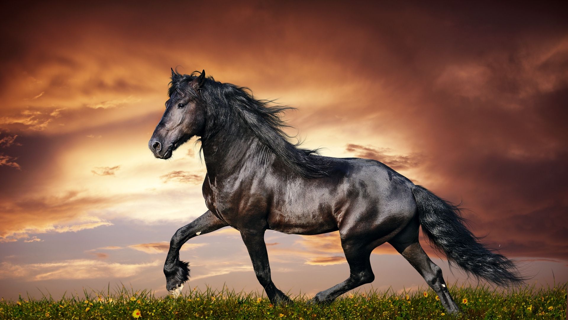 Desktop Running Horse Wallpaper