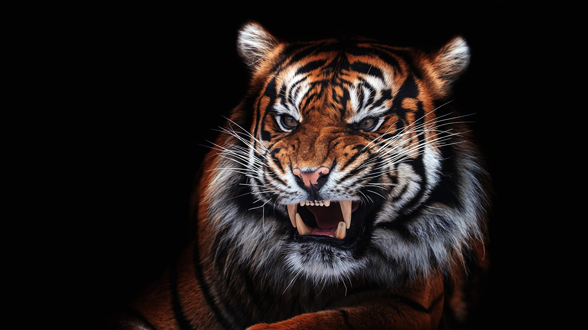 Desktop Tiger Wallpaper