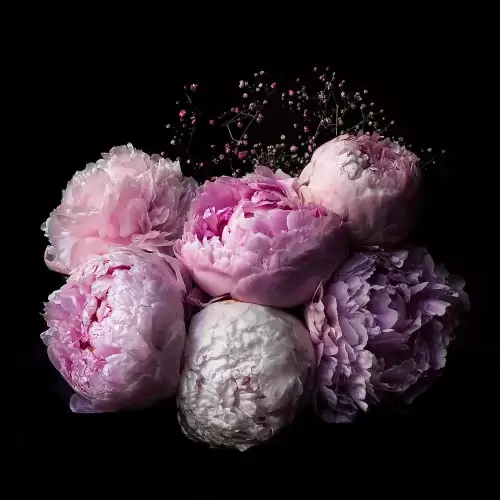 Background Peony Wallpaper