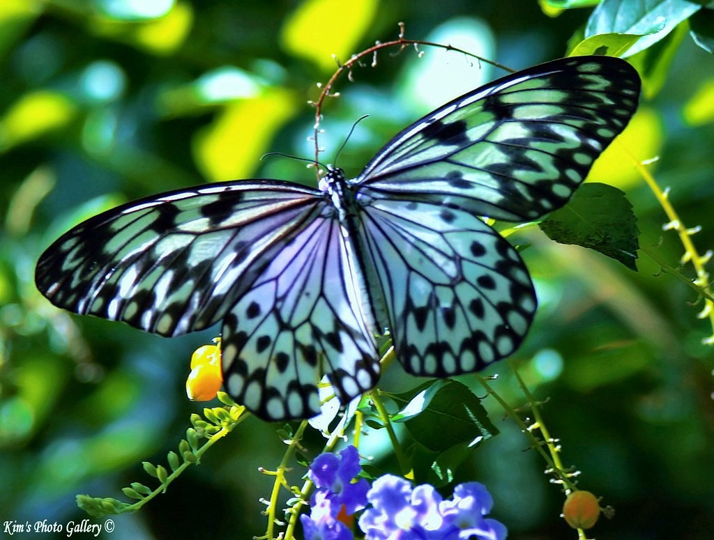 Background Butterfly Wallpaper