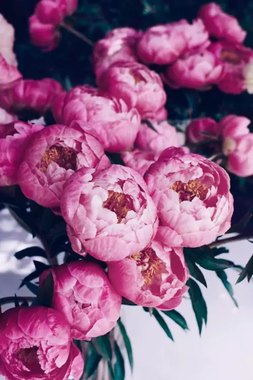 Background Peony Wallpaper