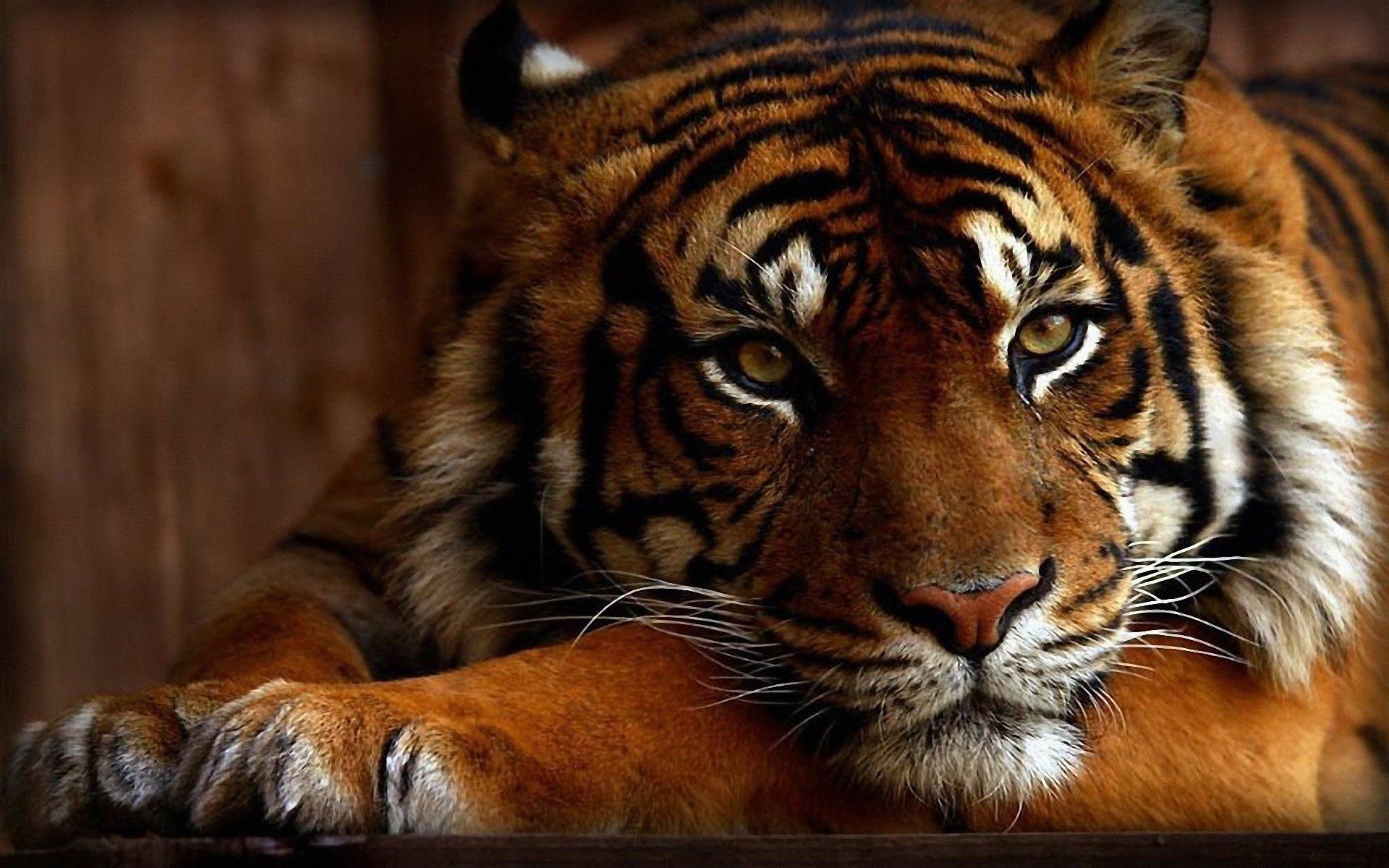 Desktop Tiger Wallpaper