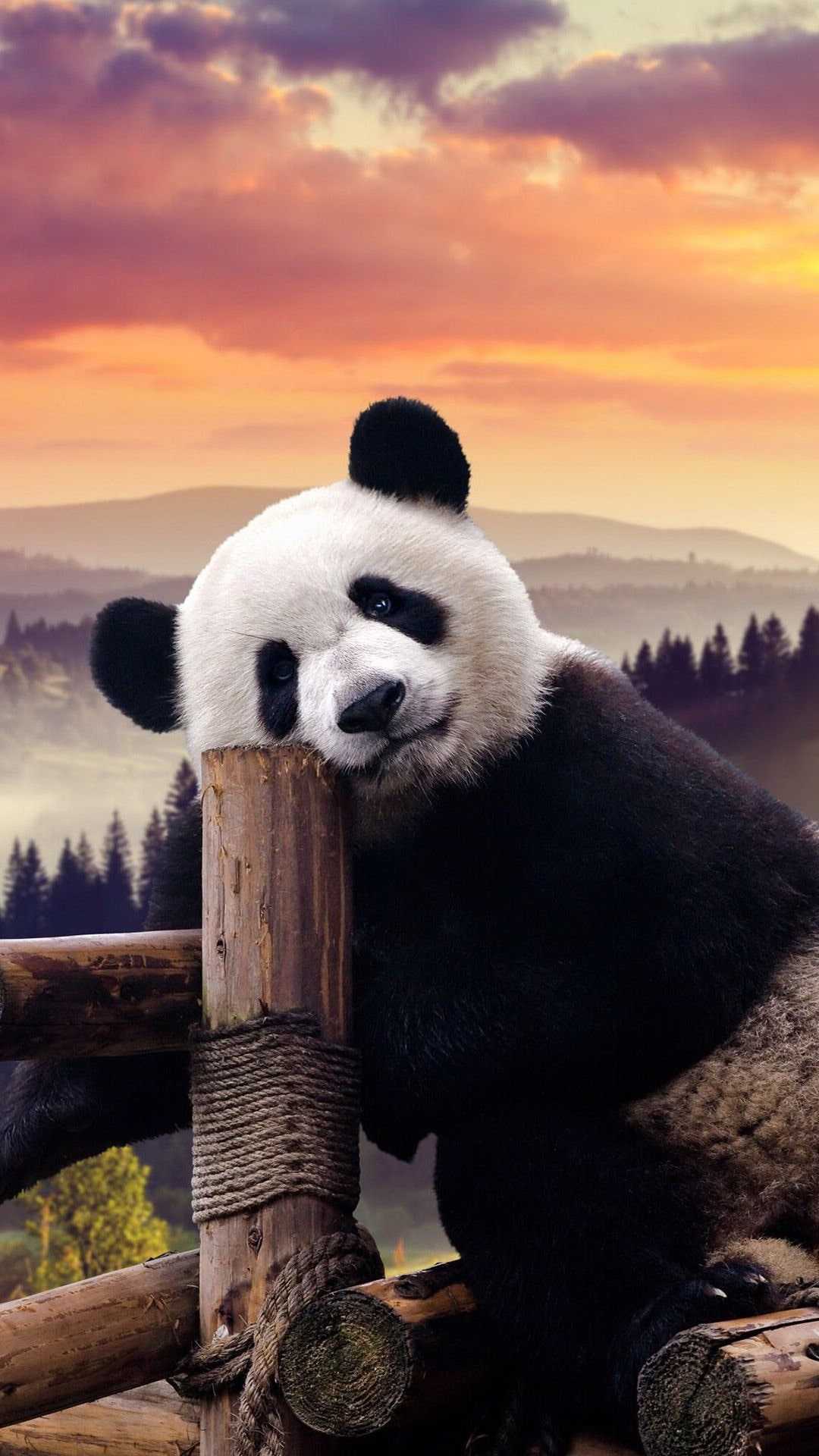 Background Panda Wallpaper