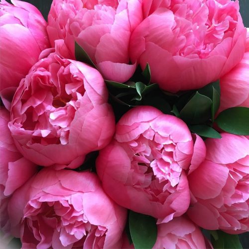 Background Peony Wallpaper