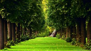 Desktop Free Nature Wallpaper