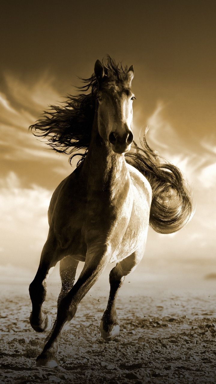 Background Running Horse Wallpaper