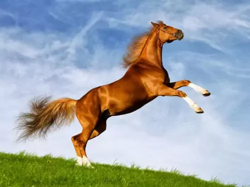 Background Running Horse Wallpaper