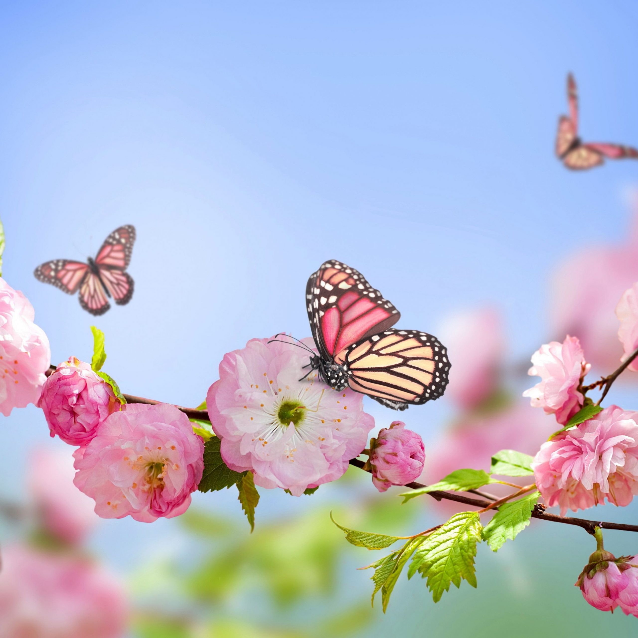 Background Spring Wallpaper