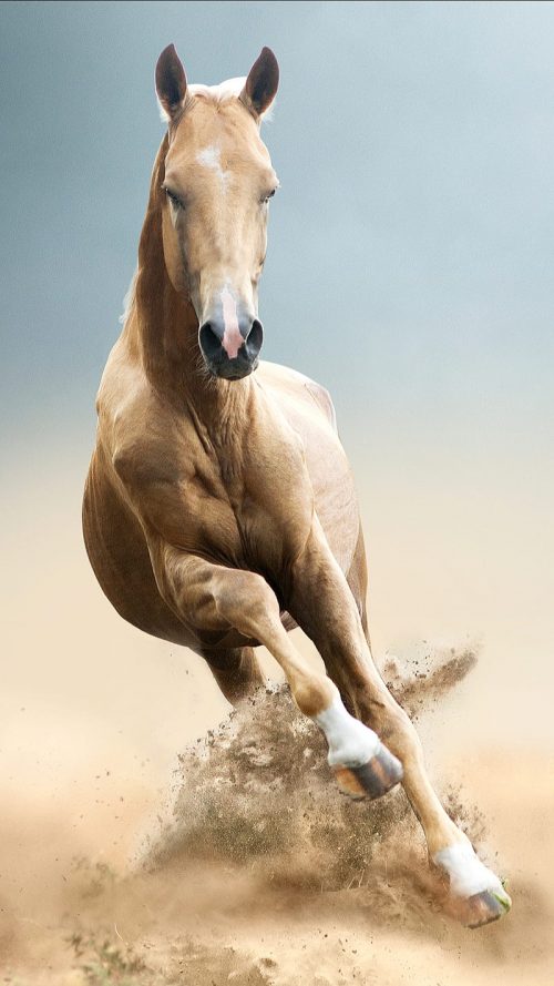 Background Running Horse Wallpaper